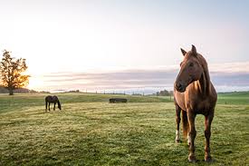 horse farms for sale in NC, NC equestrian properties, horse property North Carolina North Carolina horse farms, equestrian homes NC, farms with stables NC, horse real estate NC, horse ranch NC, NC farmhouses with land
