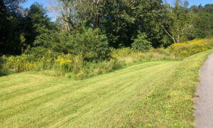 land for sale in west jefferson nc, West Jefferson NC land for sale, mountain land West Jefferson NC, Ashe County land for sale, buildable land West Jefferson NC, North Carolina mountain land, acreage for sale West Jefferson NC, investment land West Jefferson NC, Blue Ridge mountain land NC